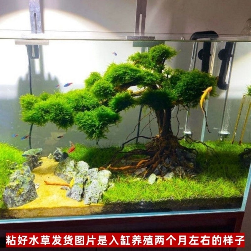 プロ仕様のエコフレンドリーな木製流木アートフラワーベース、水 - Resin Art And Wood のレビューと価格
