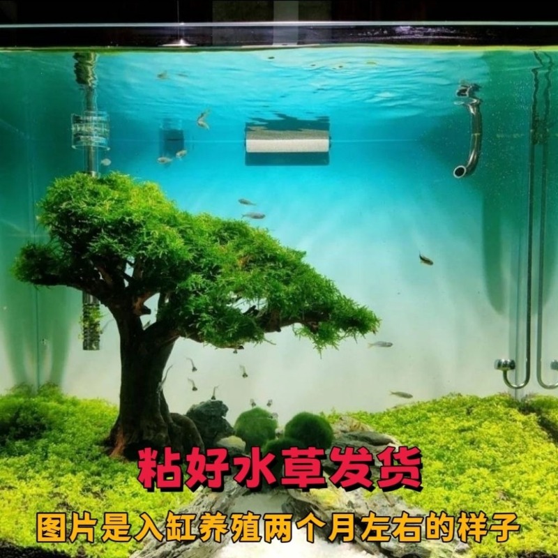 プロ仕様のエコフレンドリーな木製流木アートフラワーベース、水 - Resin Art And Wood のレビューと価格