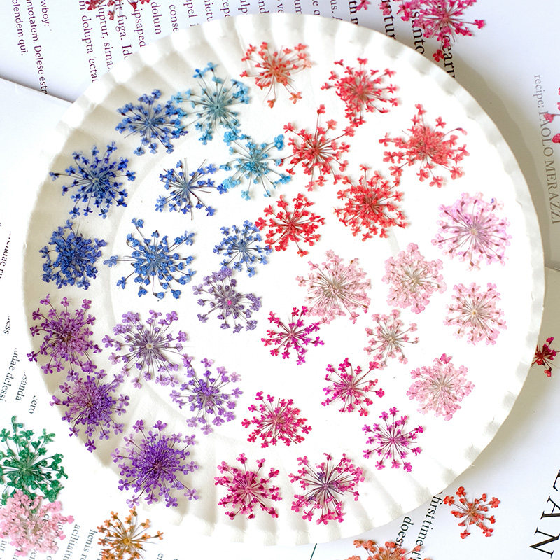 24個、2-2.5cm、自然染めミニレース押し花花びら、ドラ - Resin Art For Photo Frame のレビューと価格